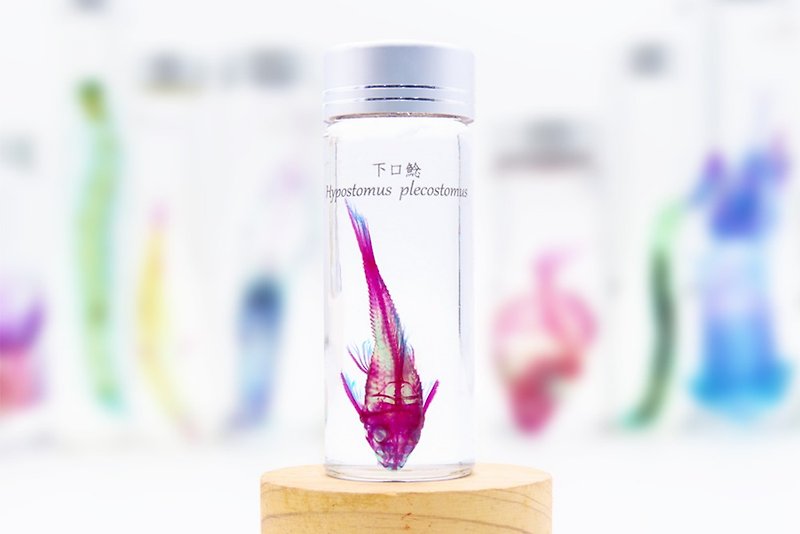 Transparent Biological Specimen- Hypostomus plecostomus - Items for Display - Glass 