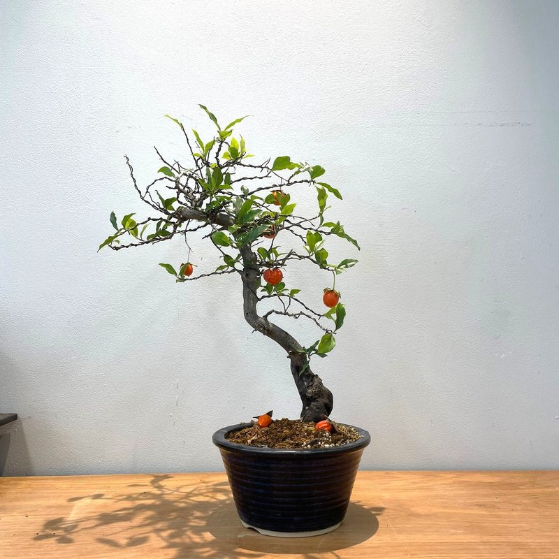 Japanese Perissimon| Bonsai Planet - ตกแต่งต้นไม้ - พืช/ดอกไม้ 