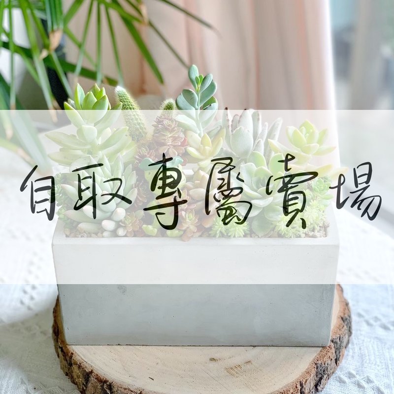 【新竹自取免運專用】水泥多肉組盆 (非自取請勿下單) - 盆栽/植栽 - 植物．花 綠色
