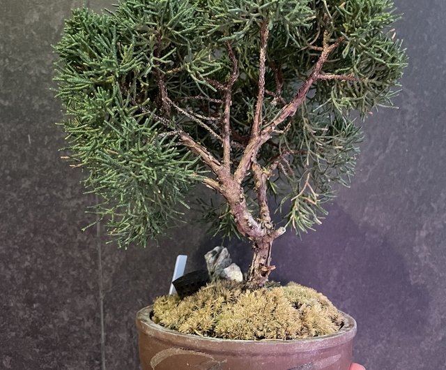 日本宮坂県魚川ヒノキ盆栽盆栽工場 - ショップ BONSAI HONG KONG PLAN+T 観葉植物 - Pinkoi