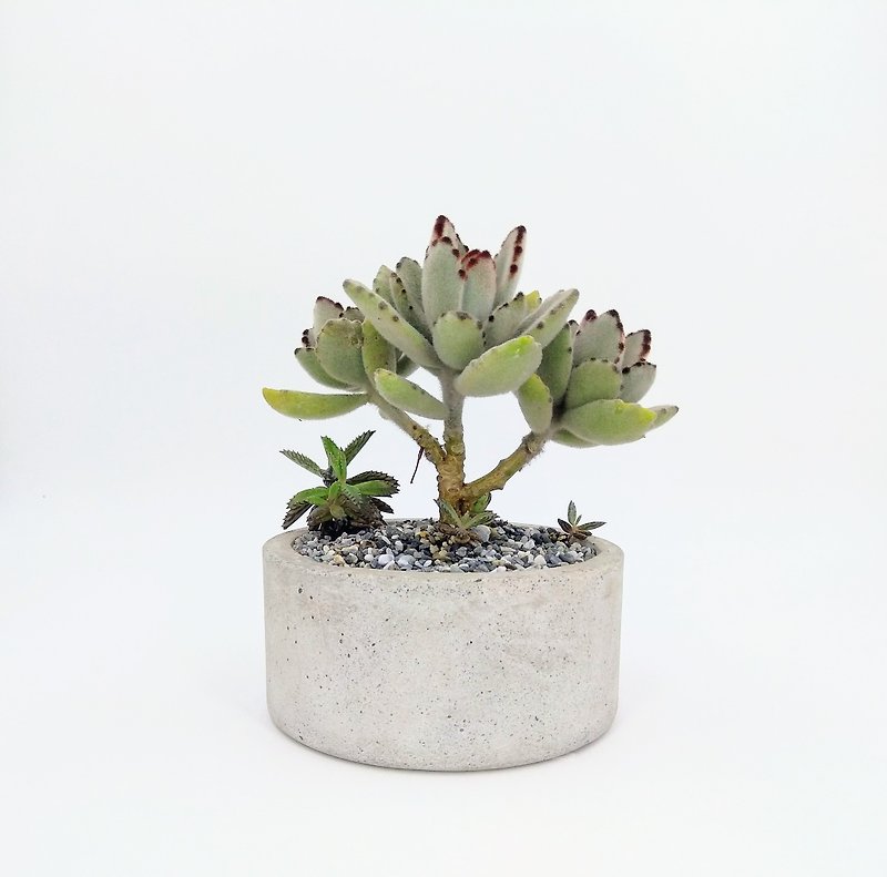 [Shallow round pot] Cement flower/ Cement potted plant/ Cement planting (plants not included) - Plants - Cement Gray