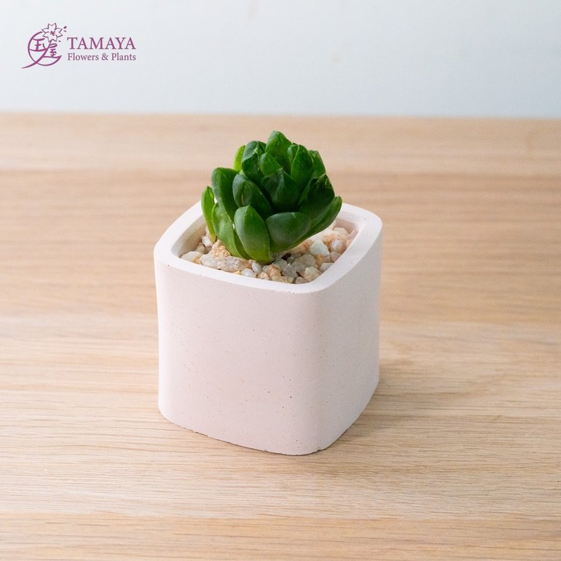 Mini succulent potted plant | Pink Cement pot - ตกแต่งต้นไม้ - พืช/ดอกไม้ สีเขียว