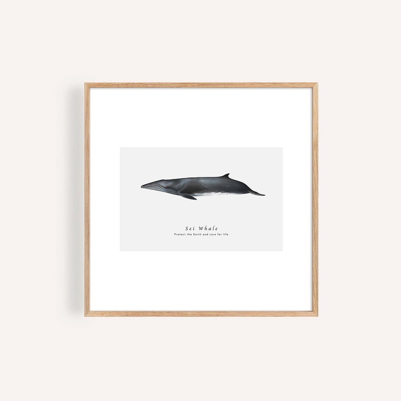 塞鯨 Sei Whale / 海洋動物插畫掛畫 / 藝術無框輸出 - 海報/掛畫/掛布 - 紙 
