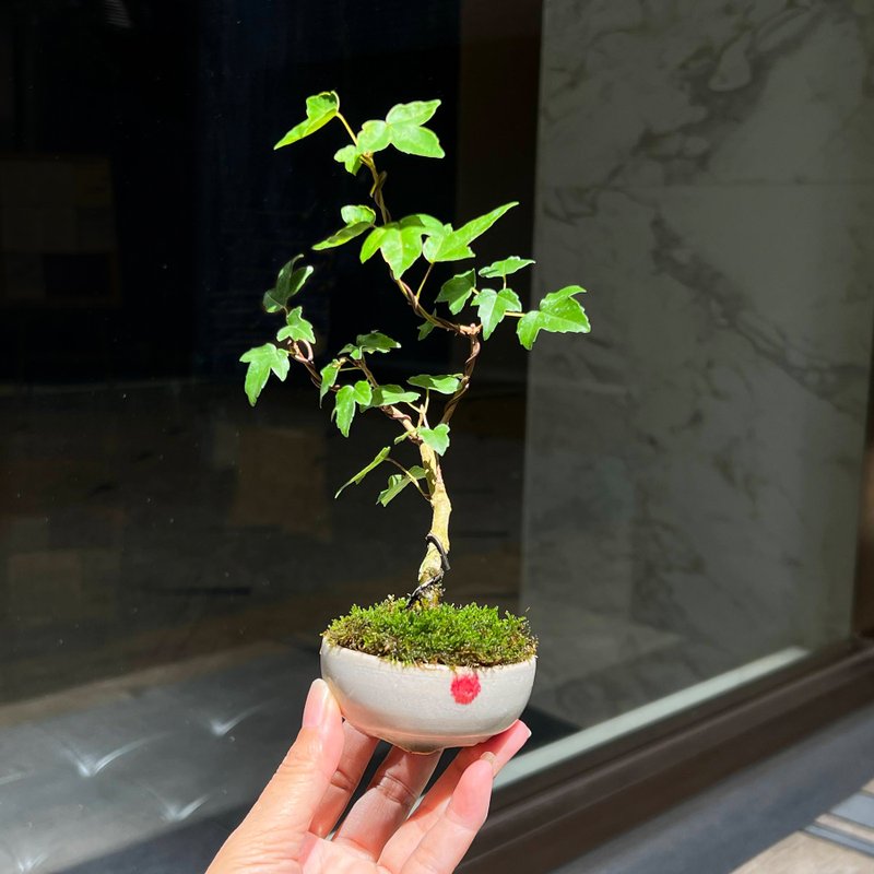 Japanese Munakata Issou pot | Silver Maple miniature bonsai, tea ceremony style - Plants - Pottery 