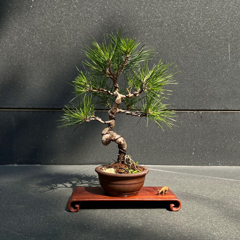 Evergreen Japanese Mikawa black pine | medium-grade bonsai - ตกแต่งต้นไม้ - ดินเผา 