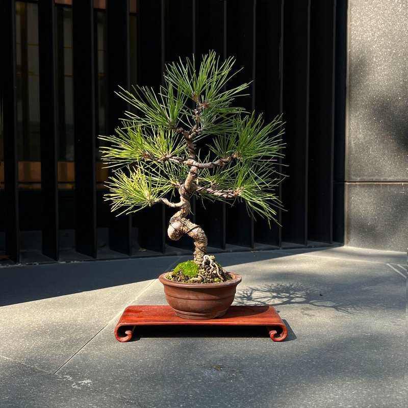 常青樹 日本三河黑松∣中品盆景 - 植栽/盆栽 - 陶 