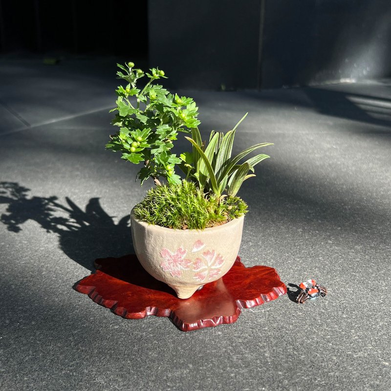日本懸崖菊山野草∣祥石櫻花紋生活鉢 開花中 - 盆栽/植栽 - 陶 