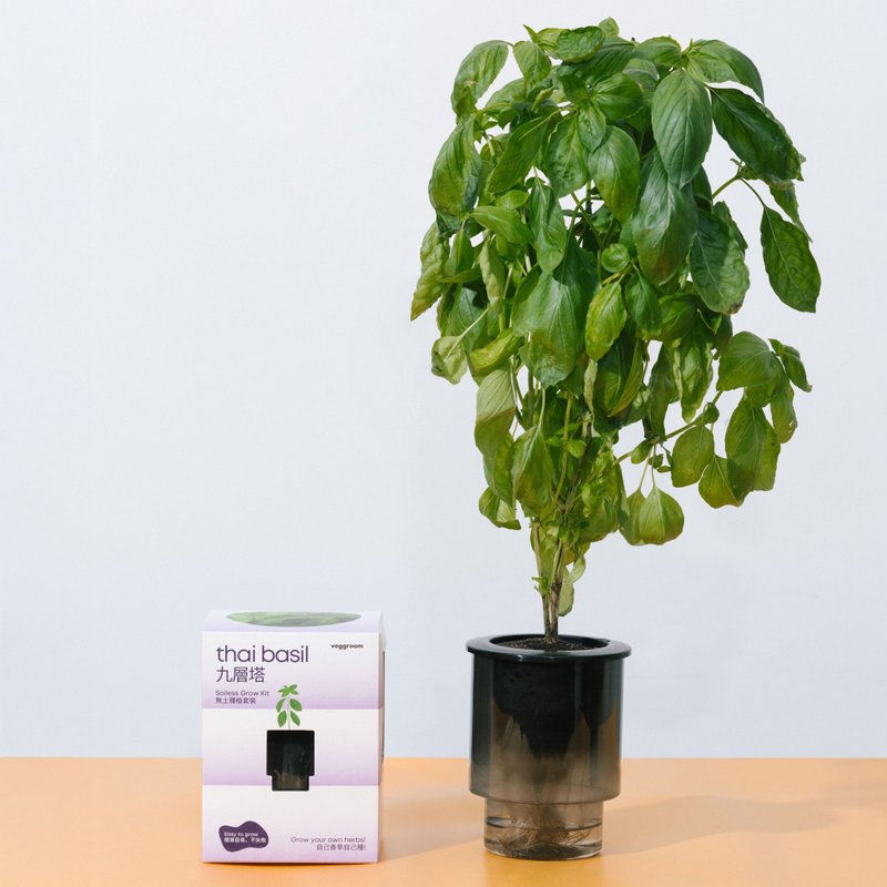 自己種 廚房香草系列: Veggroom 水耕九層塔種植套裝 - 花藝/盆栽/植栽 - 植物．花 灰色