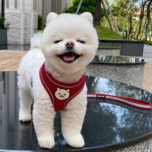 コーギーポメラニアンマルタ柴犬VIP猫と犬Qバージョンパターンカスタム名電話反射チェストストラップ