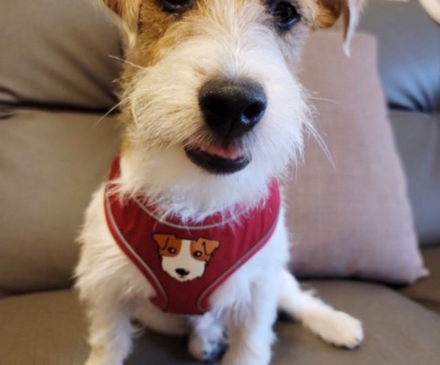 コーギーポメラニアンマルタ柴犬VIP猫と犬Qバージョンパターン