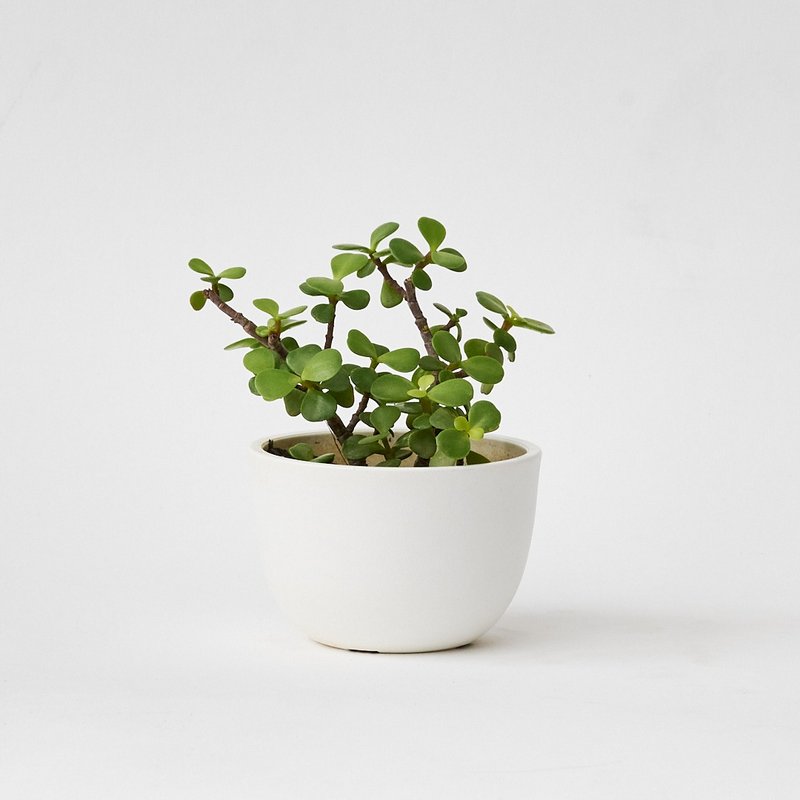 銀杏木 | 生日賀禮 室內盆栽 發財樹 - 盆栽/植栽 - 植物．花 綠色