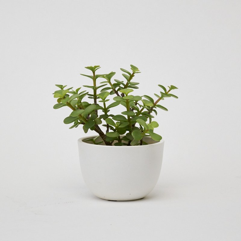 銀杏木 | 生日賀禮 室內盆栽 發財樹 - 盆栽/植栽 - 植物．花 綠色