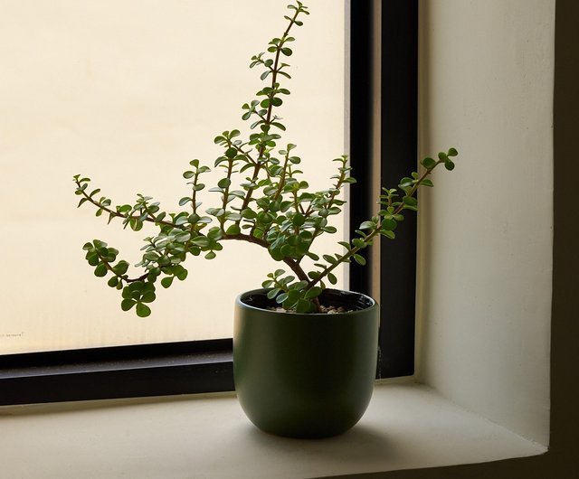 【ビャクシン】　乳銀杏　中品盆栽　極太古木　高級優良盆栽　No６８－１４ 室內盆栽銀杏木盆栽小型盆栽觀葉植物發財樹植栽幸運樹惟一花藝ONE