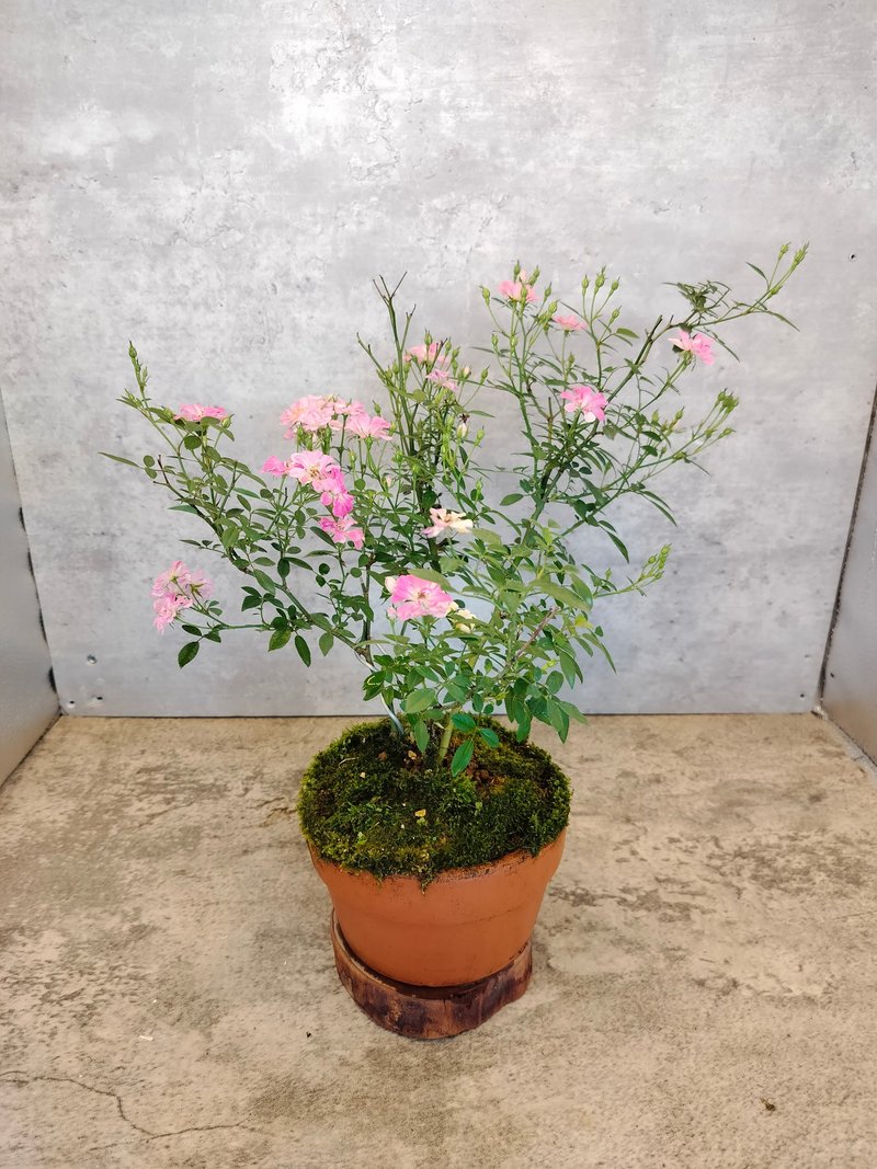 瓦盆迷你玫瑰 - 植物/盆栽/盆景 - 植物．花 