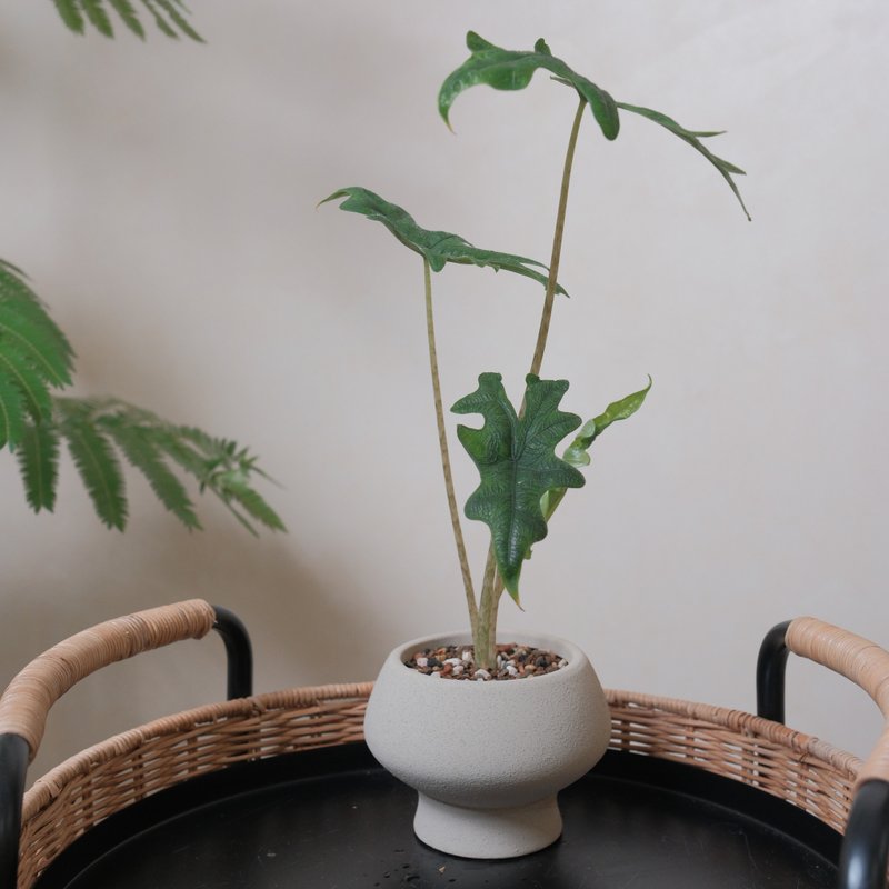 傑克林觀音連 - 盆栽/植栽 - 植物．花 
