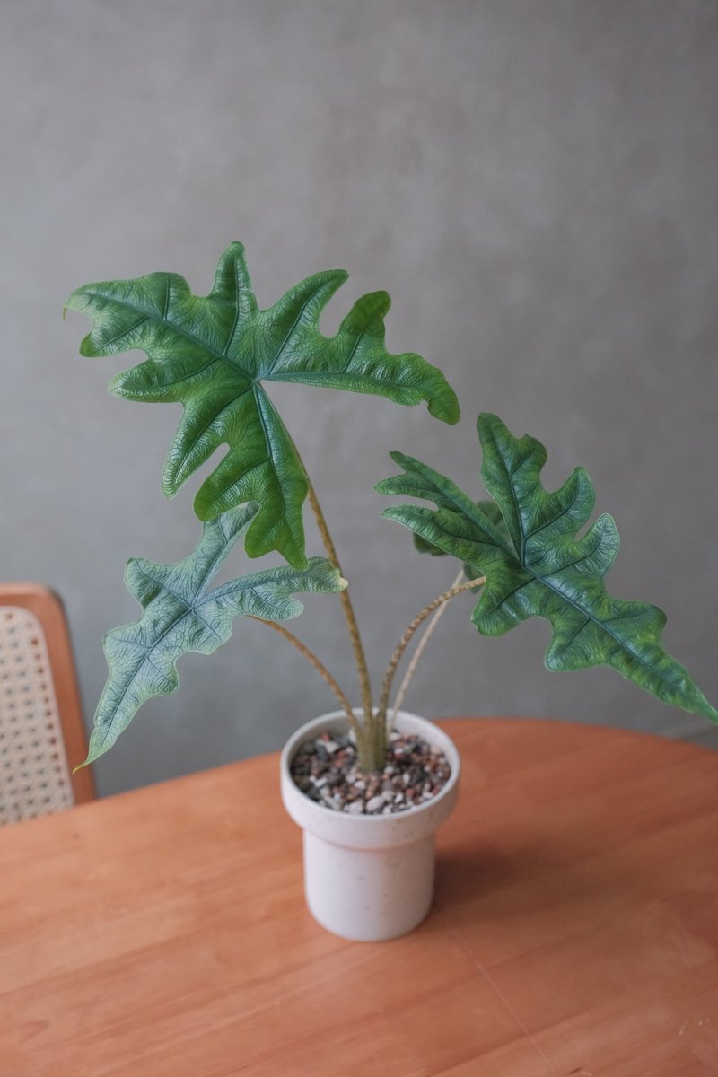 傑克林觀音連 - 盆栽/植栽 - 植物．花 