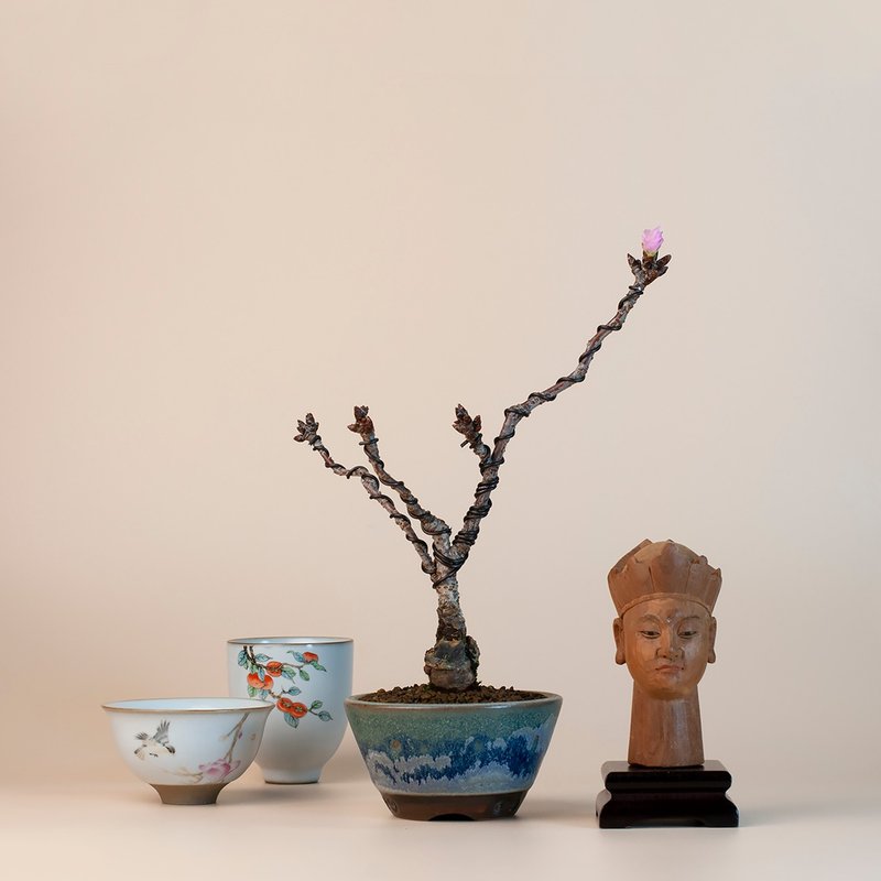 【日本植物】旭山櫻 觀花植物 小品盆栽 - 植栽/盆栽 - 植物．花 