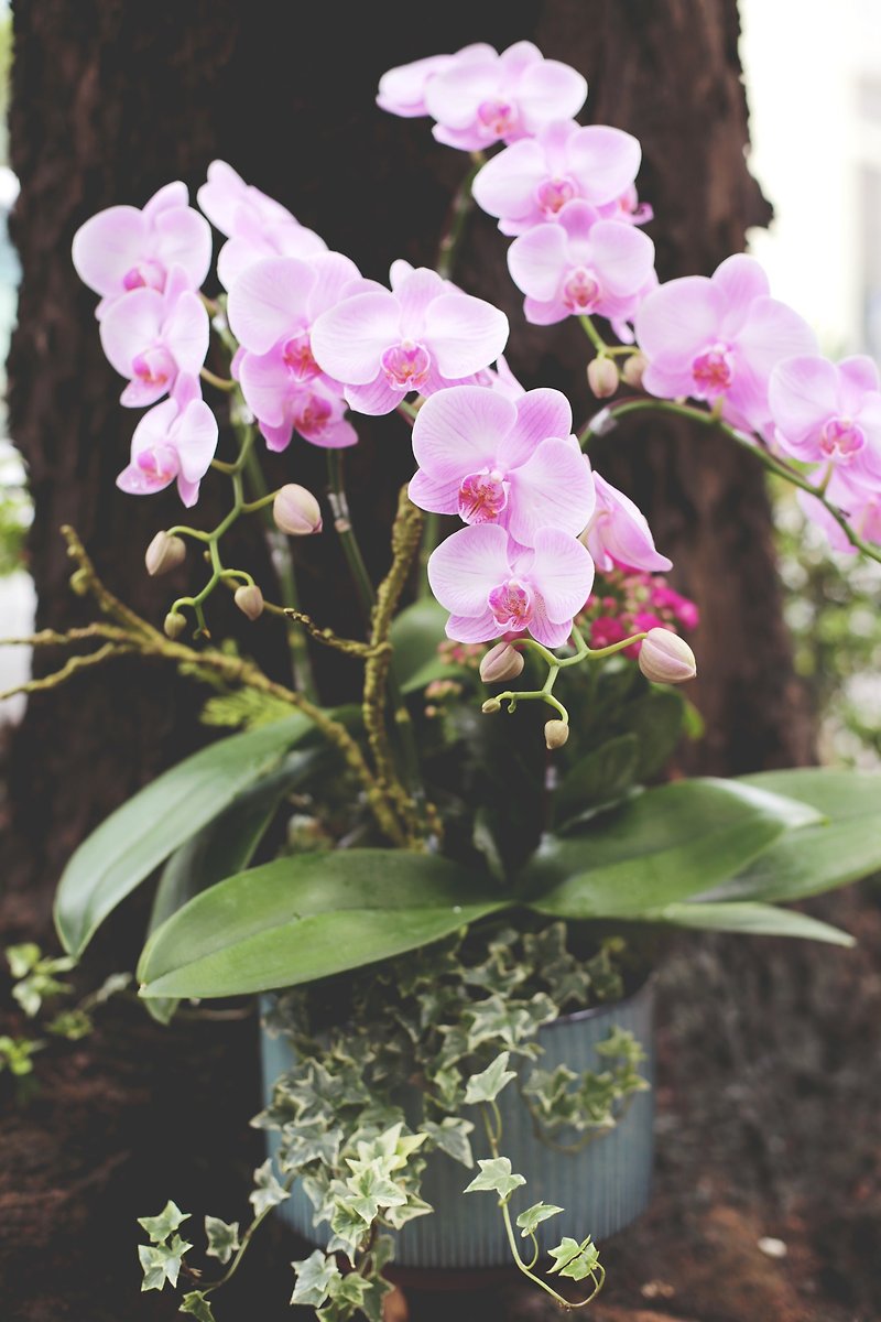 【おめでど 祝・祝】蘭おめでとう | 蘭の盆栽が高票で開園しました - 観葉植物 - 寄せ植え・花 ピンク