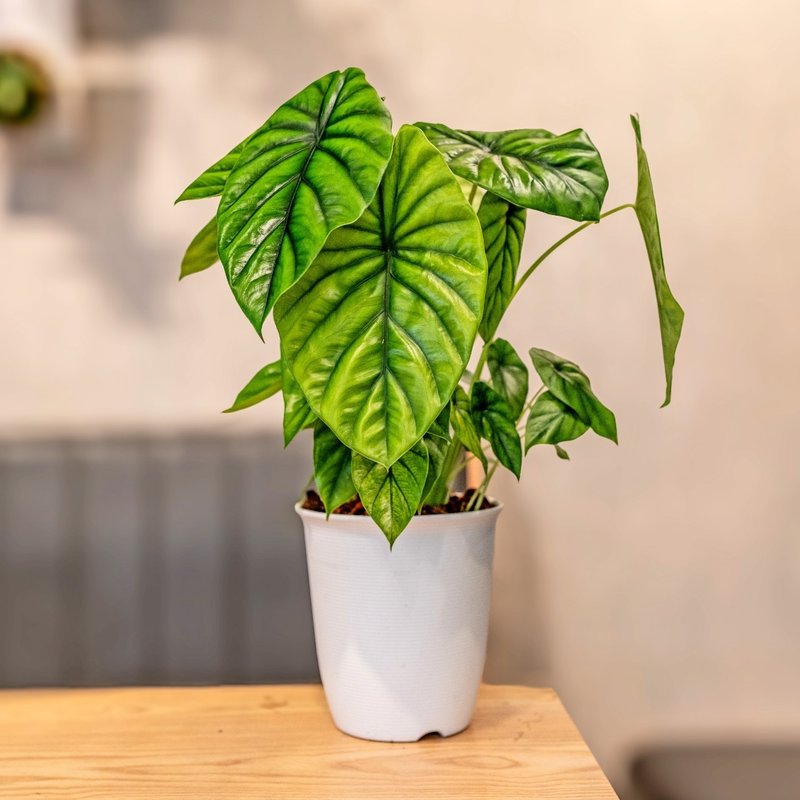 綠盾觀音蓮 日式塑陶盆 室內植物 觀葉植物 禮物 盆栽 辦公室小物 - 盆栽/植栽 - 植物．花 