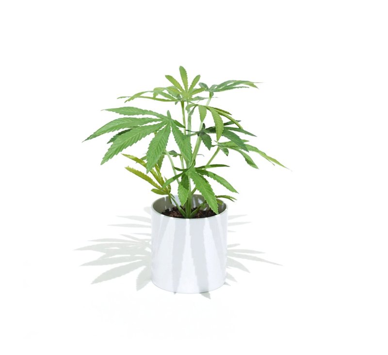 Pot Plant Clone仿真大麻幼株盆栽(白圓盆) - 植栽/盆栽 - 其他材質 綠色