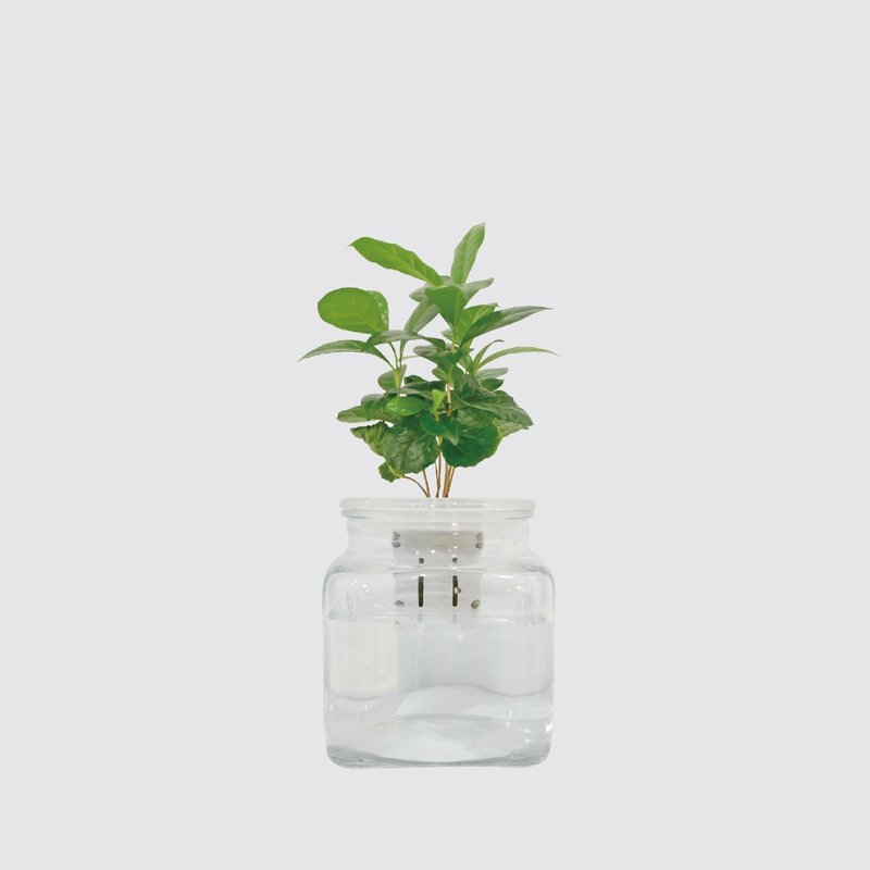 │ Glass Series │ Coffee Seedlings-Indoor Plants Hydroponic Potted Lazy Plants - Plants - Plants & Flowers 