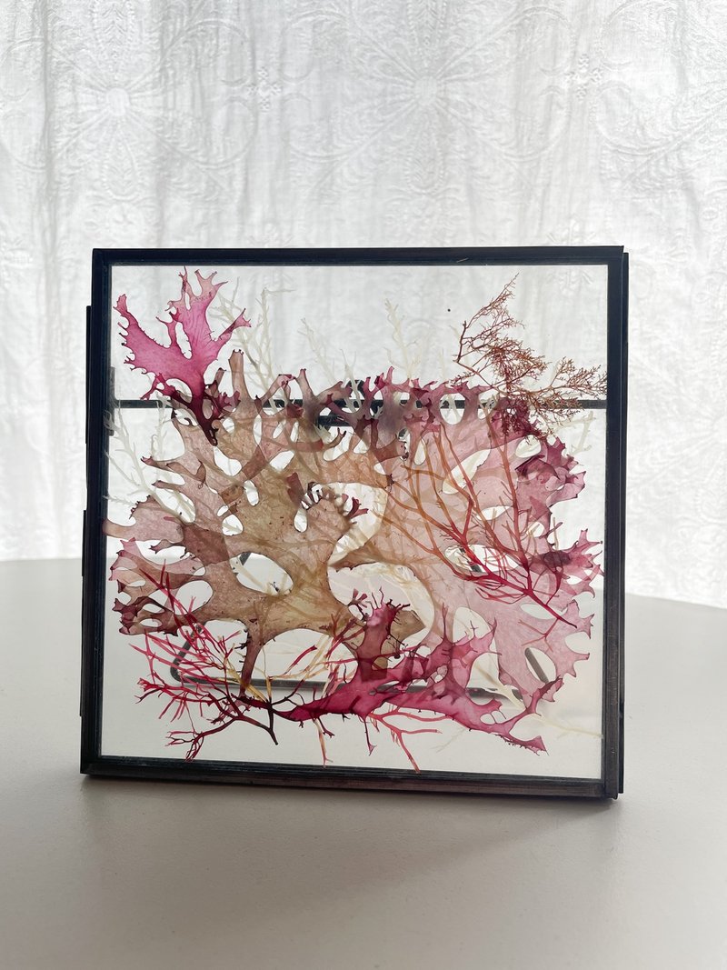 Seaweed Art, Pressed seaweeds, Botanical art, Alganet collage, 海藻, 芸術, 自然, 植物 - 壁貼/牆壁裝飾 - 環保材質 卡其色