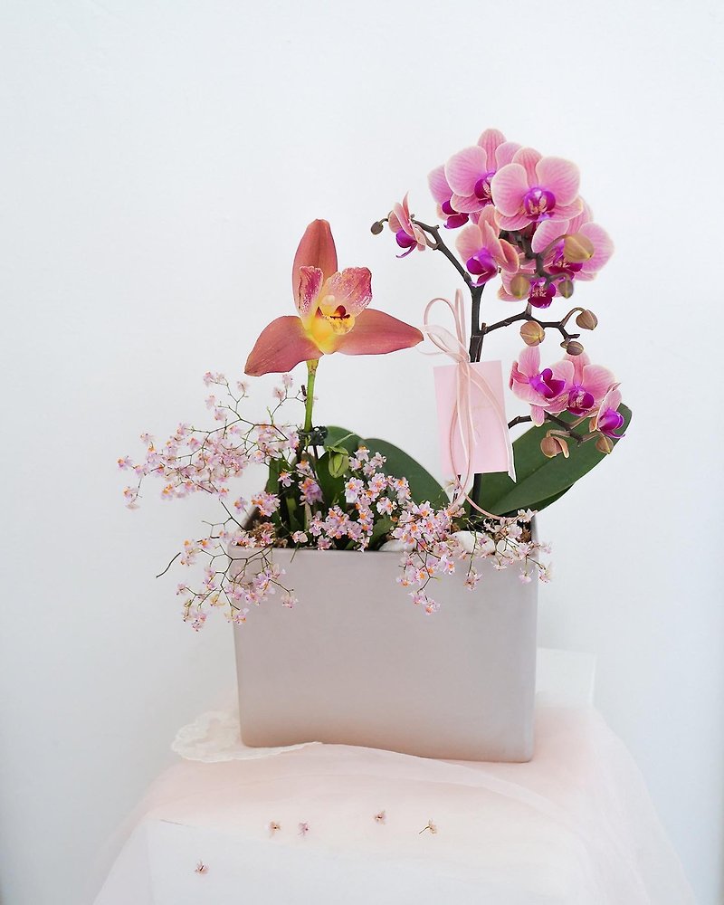 Chinese New Year Orchid Flower Ceremony - Plants - Plants & Flowers Pink