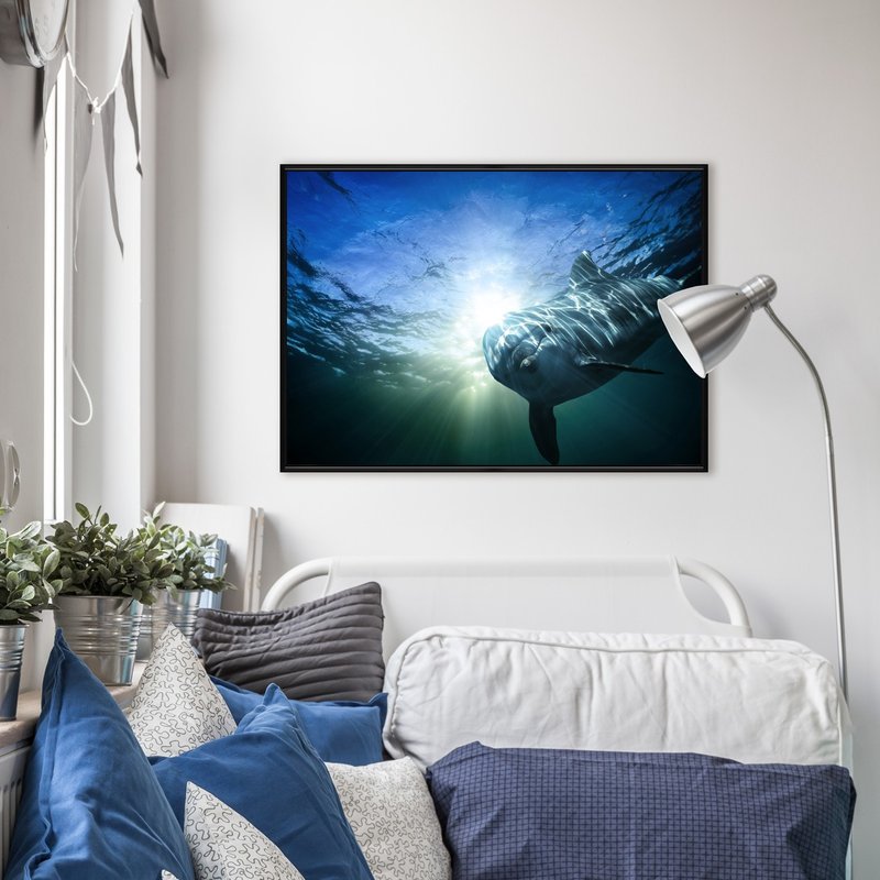 好奇的海豚 - 海豚/大自然/海洋/海底世界/海洋生物/室內擺設 - 海報/掛畫 - 其他材質 多色