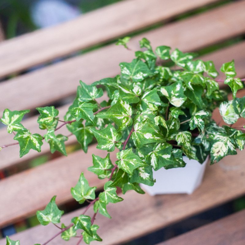 撒金常春藤 | 室內植栽 | 居家佈置 | 辦公室盆栽 - 植栽/盆栽 - 植物．花 綠色