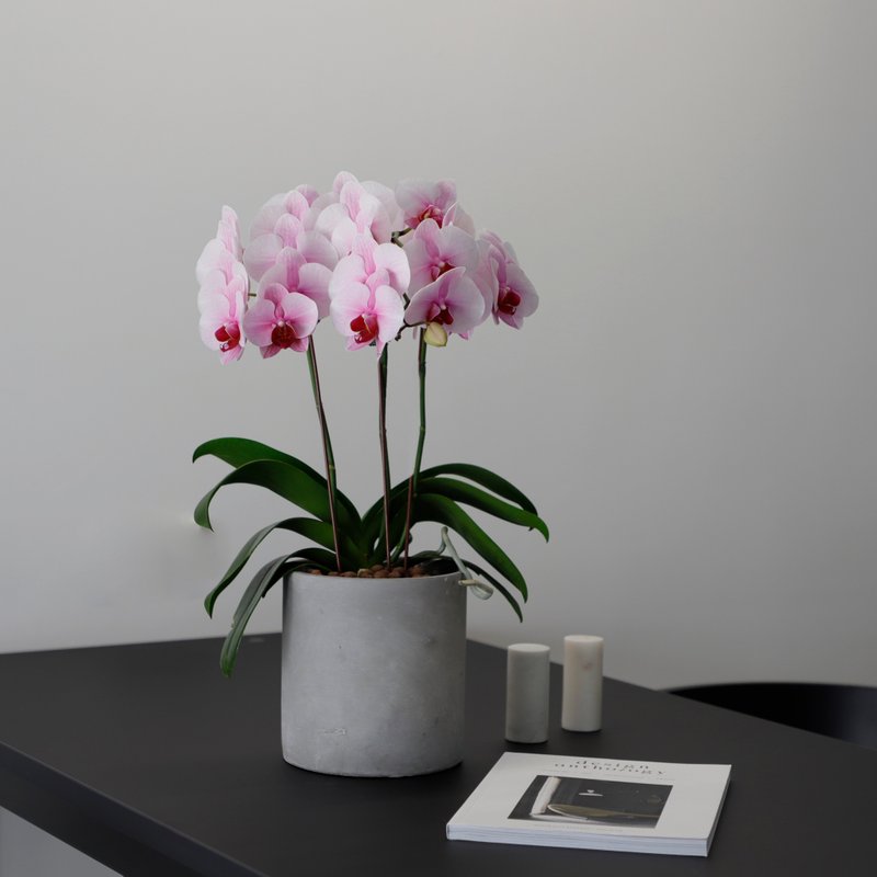 [Orchid Potted Plant] Sakura Phalaenopsis Potted Plant Opening Flower Gift Promotion Gift Orchid Opening Potted Plant - Plants - Plants & Flowers Pink