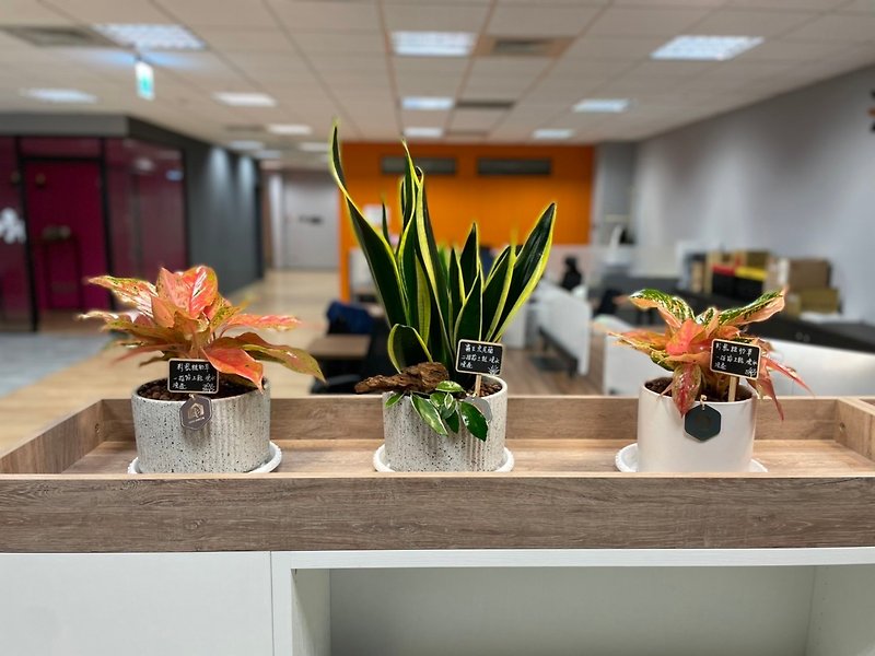 [Shanghai Greening] Green plant design and beautification arrangement with textured potted plants - Plants - Plants & Flowers 