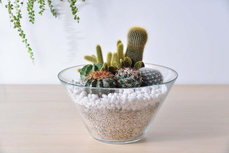 Cactus glass basin | shop gift congratulations flower ceremony multi-meat potted - ตกแต่งต้นไม้ - พืช/ดอกไม้ สีเหลือง