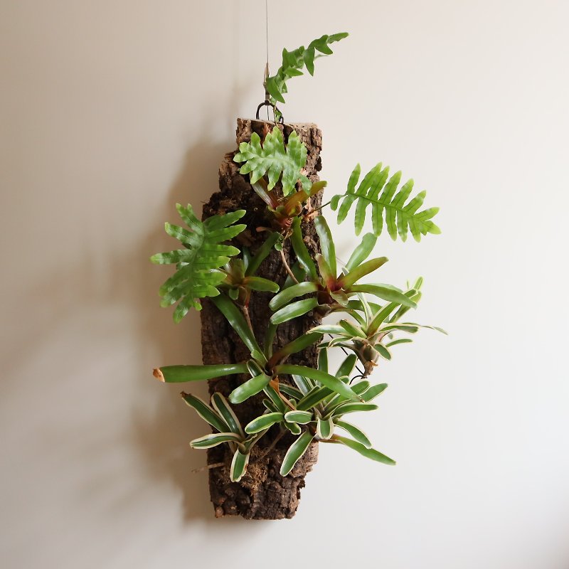 ストリームフロー - シャンパンバークボードプラント天板 - 観葉植物 - 寄せ植え・花 グリーン