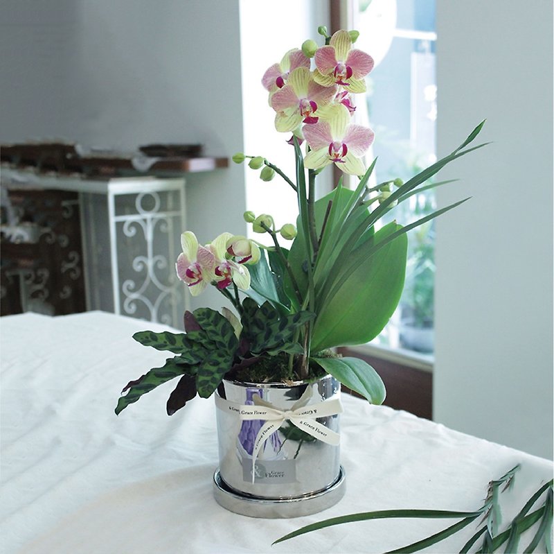 [Dawn] Phalaenopsis Potted Plants/Planting/Opening Flower Ceremony/Housewarming Flower Ceremony/Home Greening - Plants - Plants & Flowers Silver