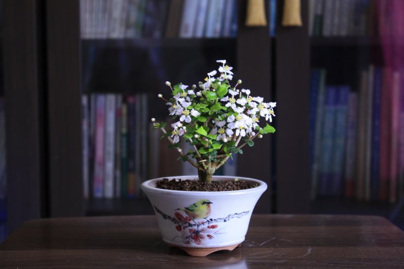 鐵甲櫻桃 l 職人手繪盆缽 小品盆栽 苔盆栽 室內植栽 禮物 - 植栽/盆栽 - 植物．花 