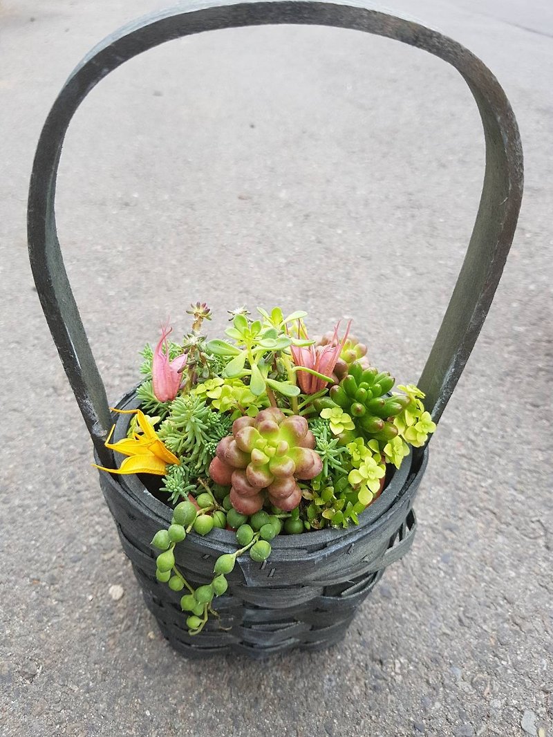 一籃多肉--植物組盆+盆器| 盆栽  禮物  開幕  畢業 - 植物/盆栽/盆景 - 植物．花 綠色