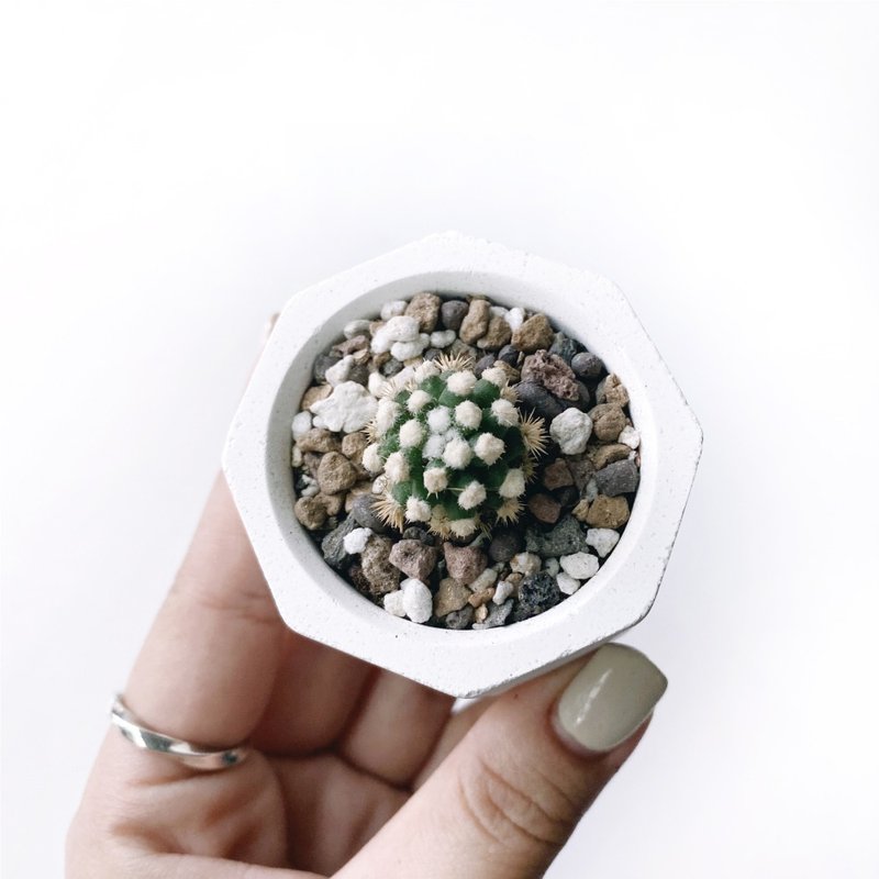 (現貨) 白灰漸層系列 | 雪球 仙人掌 小八角形水泥仙人掌植栽 - 植栽/盆栽 - 植物．花 灰色
