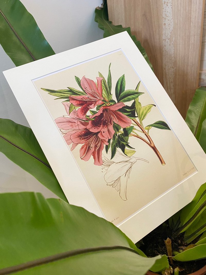 本店獨立印製英國古典植物圖鑑Flower Garden 花卉插畫 - 海報/掛畫/掛布 - 紙 