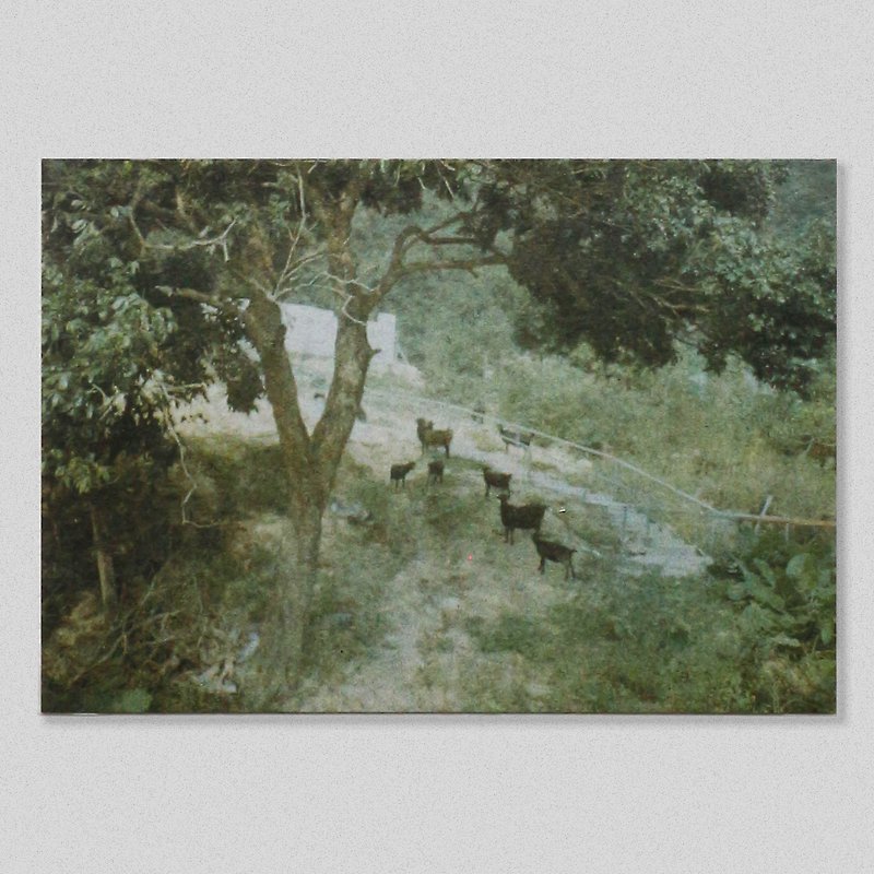 Sheep at Tai Lam Chung Reservoir | Perforated mimeograph - Photography Collections - Paper 