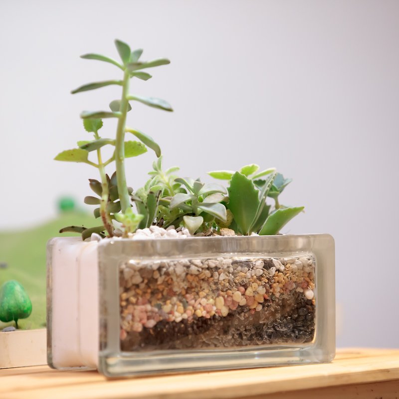 微景設計-玻璃磚半磚（多肉組合） - 植栽/盆栽 - 玻璃 綠色