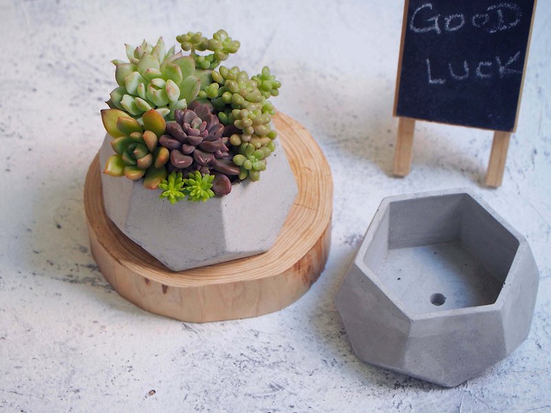 Minimalist Wind and Water Model Series | Combination Potted Succulents - Plants - Cement 