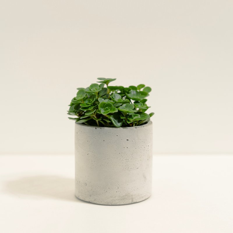 高加索景天│泥作系列│福所栽 - 盆栽/植栽 - 水泥 綠色