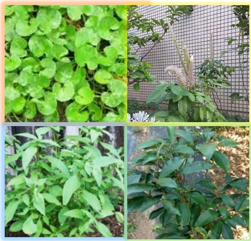 漢方本草藥膳營 - 學習青草學轉骨 vs 成人補鈣配方 - 烘焙/烹飪/料理 - 新鮮食材 