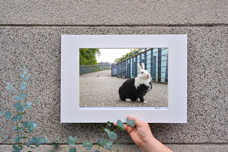 Limited edition rabbit photography art original-urban style - ของวางตกแต่ง - กระดาษ สีน้ำเงิน