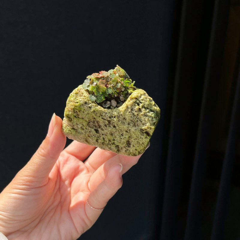日本極姬虎耳草 B∣討喜療癒豆盆栽 微光植物 - 植栽/盆栽 - 石頭 