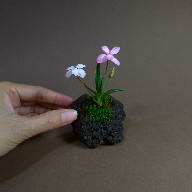 Japanese Mushroom Pot Plant ∣Volcanic Rock Bowl in Flowering Period - Plants - Pottery 
