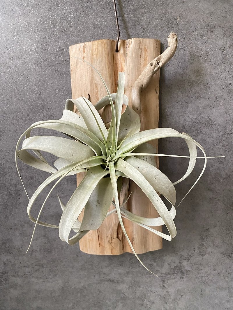[Driftwood] Self-admiration | Pineapple in the air. air tillandsia - Plants - Wood Brown
