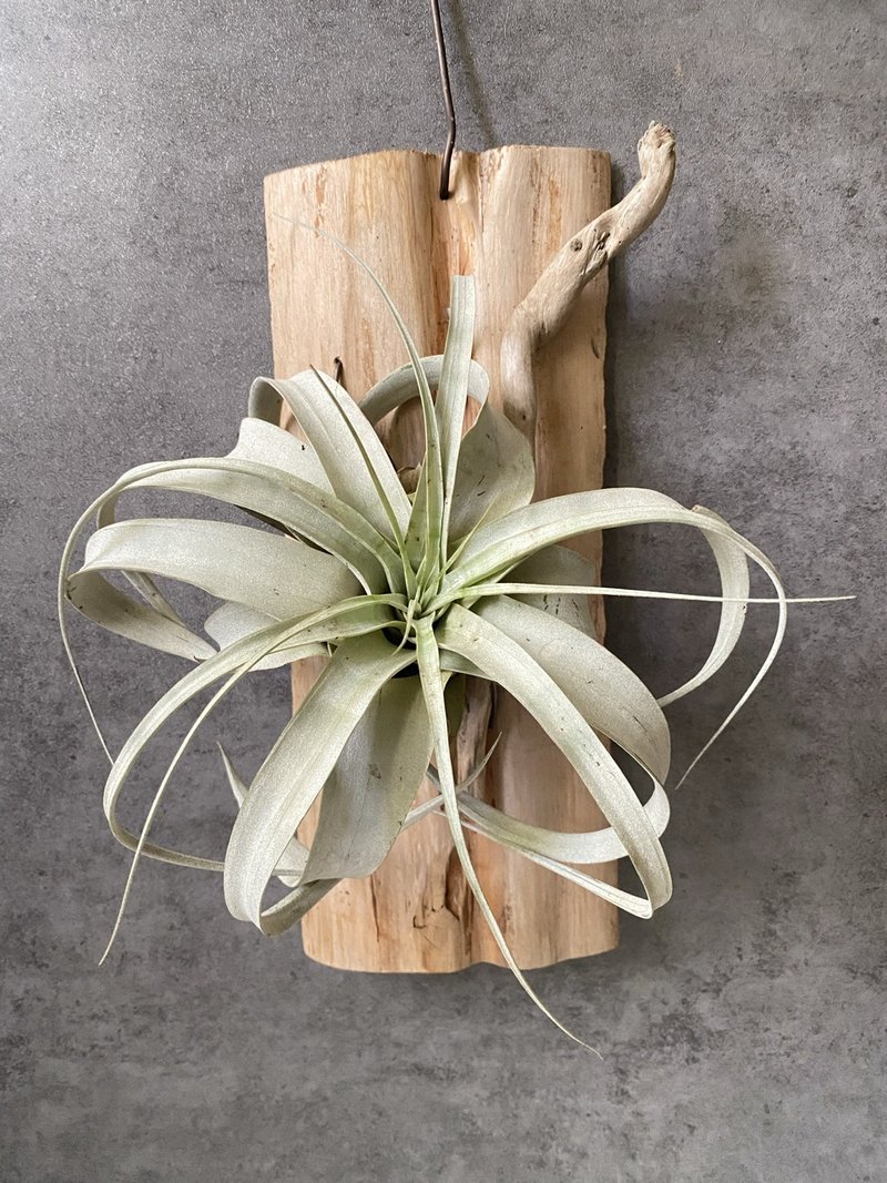 [Driftwood] Self-admiration | Pineapple in the air. air tillandsia - Plants - Wood Brown