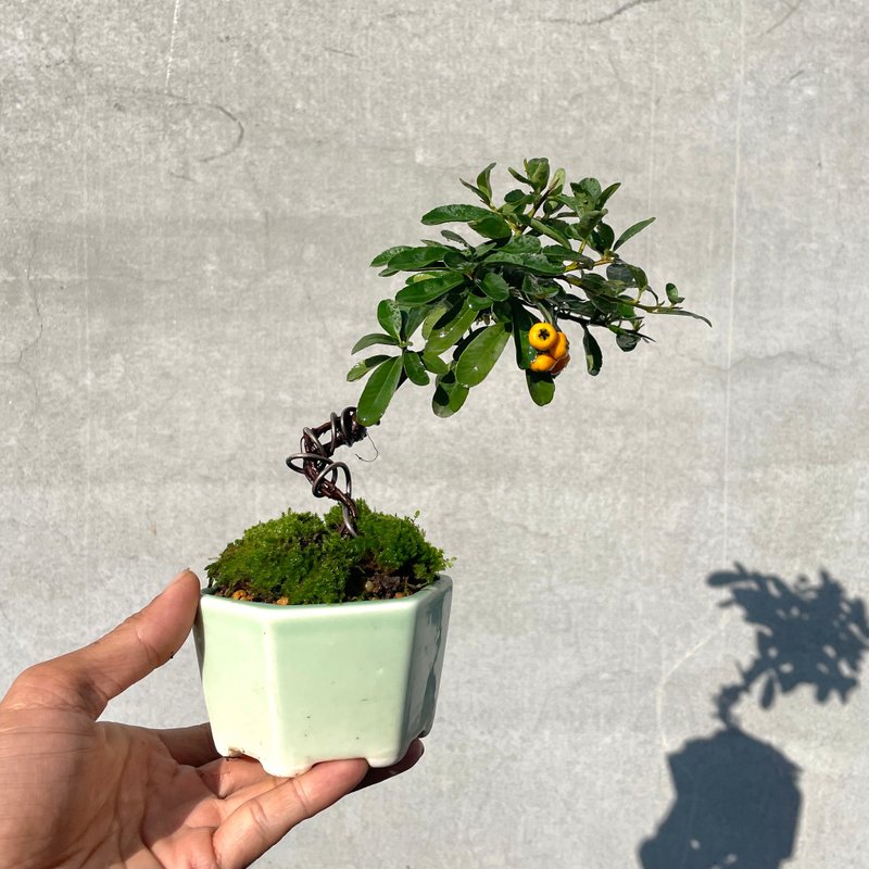 Small bonsai-yellow fruit number one red fruit bonsai gift - Plants - Plants & Flowers 