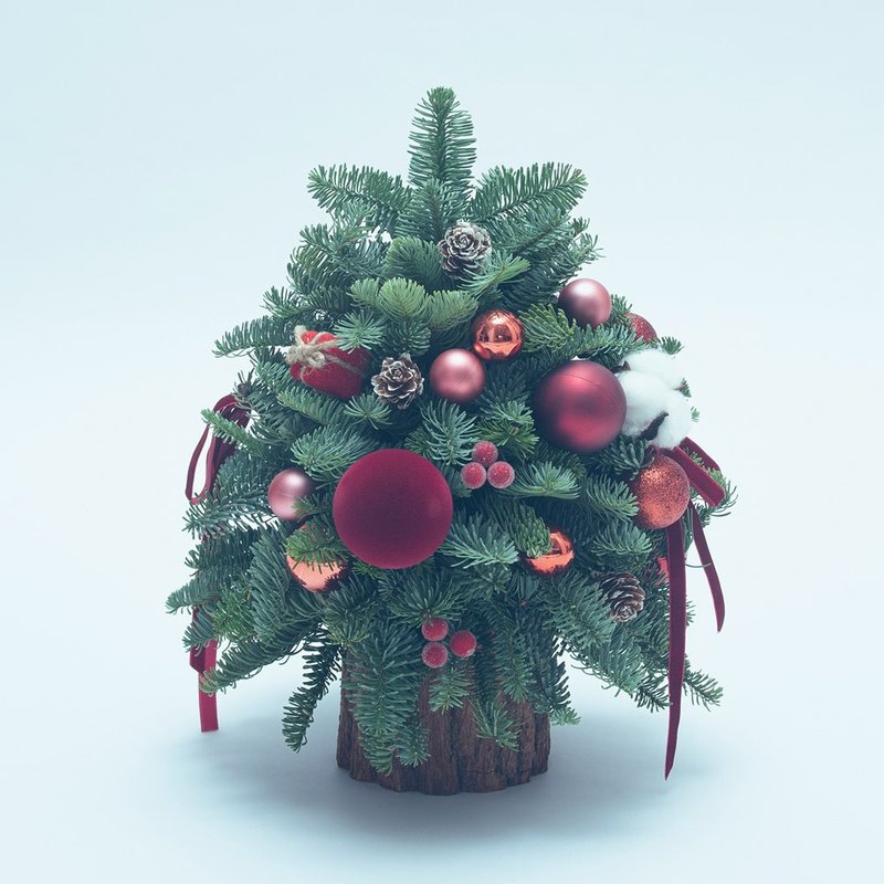 オーロラ・ウィンター・フレッシュ・ノーベルモミのクリスマスツリー クリスマスツリー クリスマスギフト ドライ可 交換ギフト - ドライフラワー・ブーケ - 寄せ植え・花 